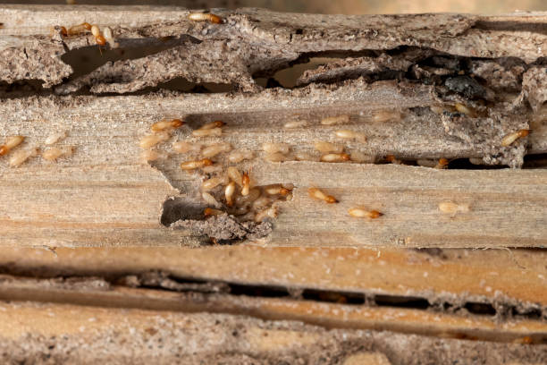 Best Best Pest Control Companies  in Kalkaska, MI